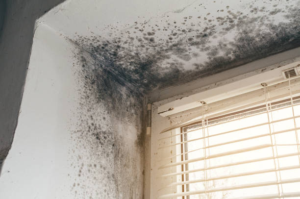 Trusted Black Mold Removal service in Oak Ridge, NC - Cheap Mold Removal